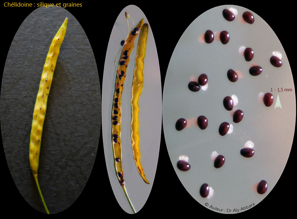 Chélidoine : les capsules (les fruits) et leur contenu en graines