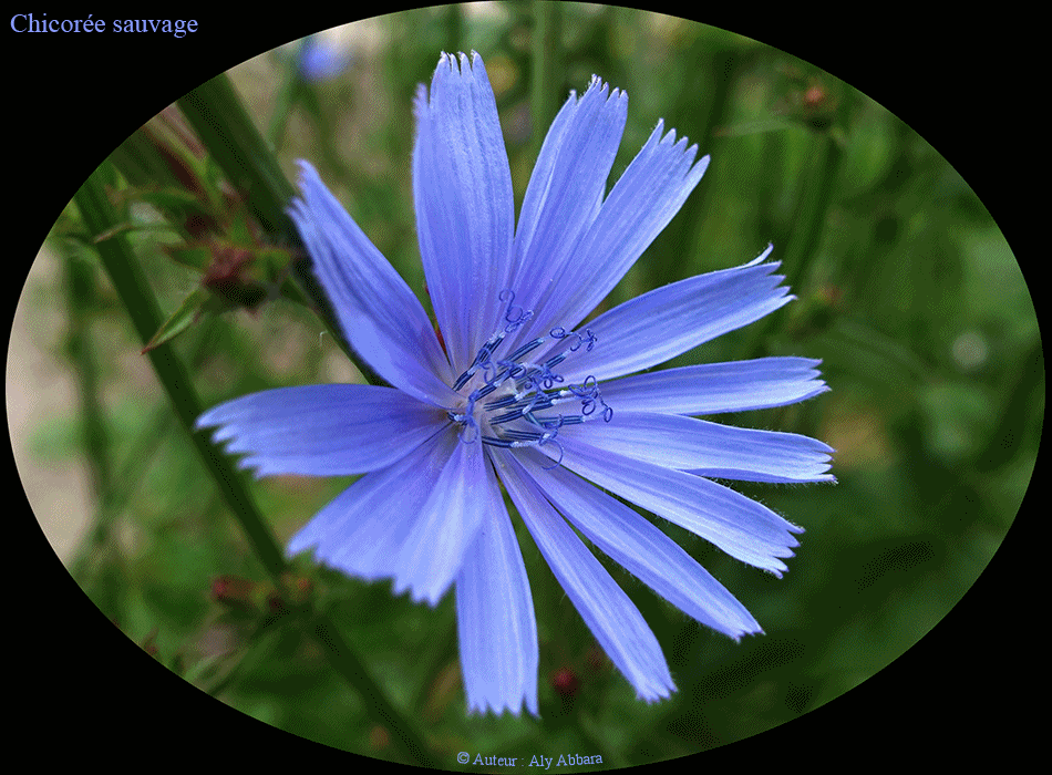 Chicorée sauvage - Famille des Asteraceae ou des Composées - الهِنْدَب أو الهِنْدِباء - من فصيلة النَجميات أو المرَكَبات