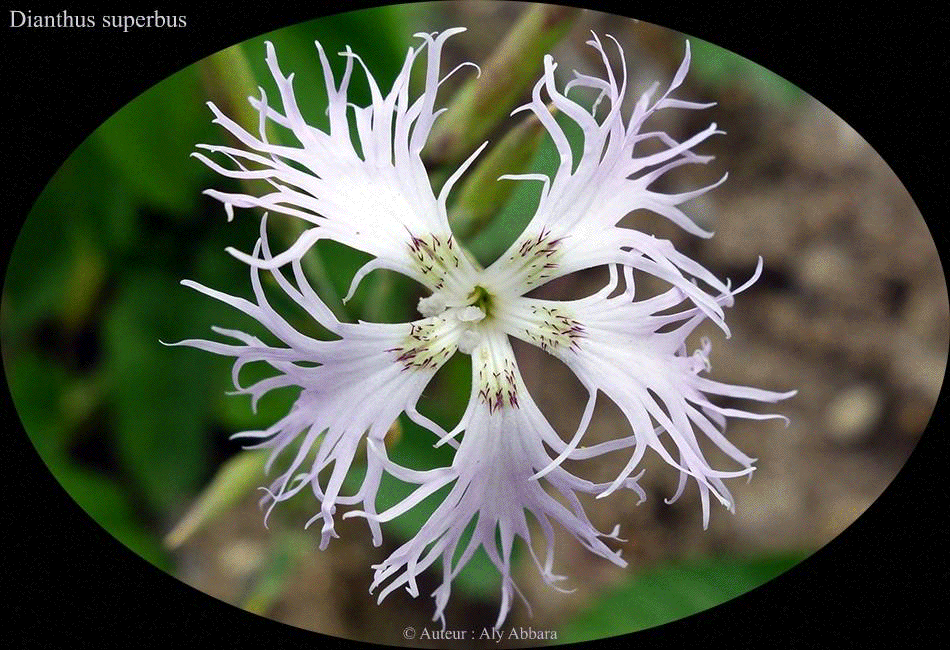 Dianthus superbus