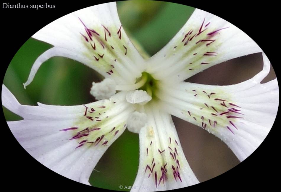 Dianthus superbus (Oeillet élevé ; Mignadise des prés) - القَرَنْفُل المُرْتَفِع