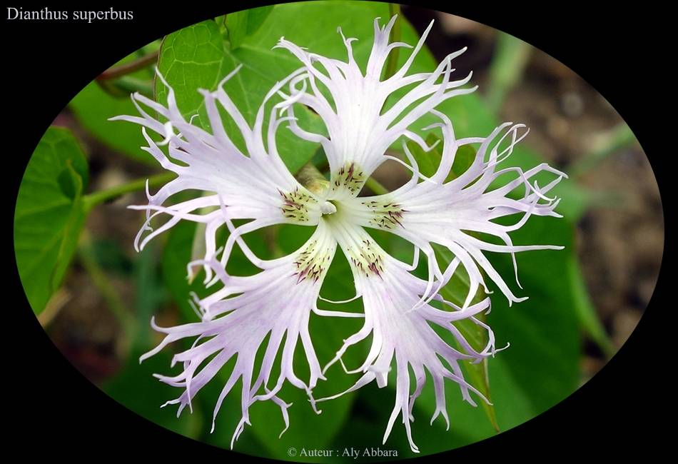 Dianthus superbus (Oeillet élevé ; Mignadise des prés) - القَرَنْفُل المُرْتَفِع