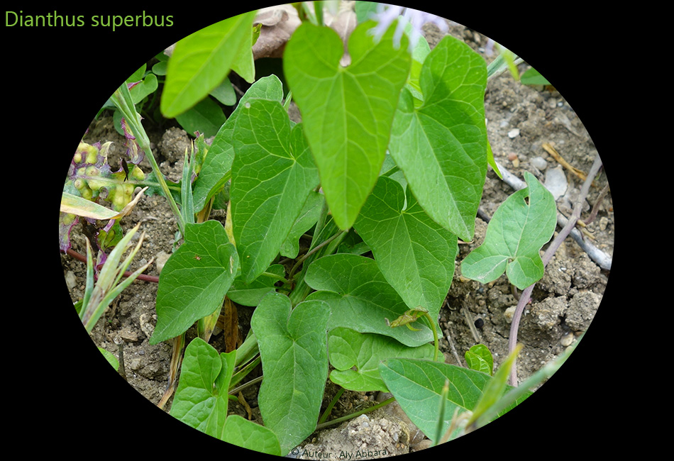 Dianthus superbus (Oeillet élevé ; Mignadise des prés) - القَرَنْفُل المُرْتَفِع