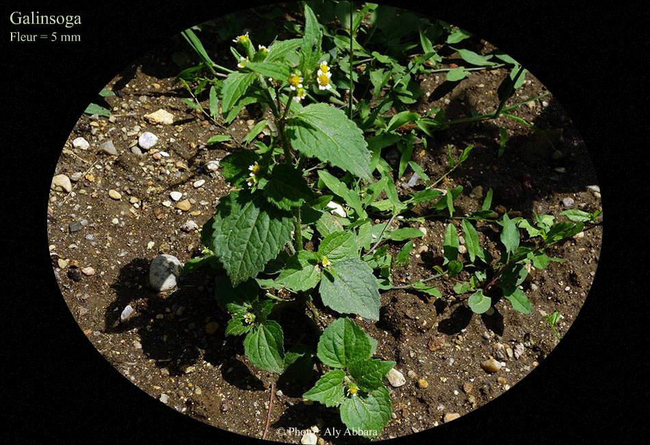 Galinsoga à petites fleurs