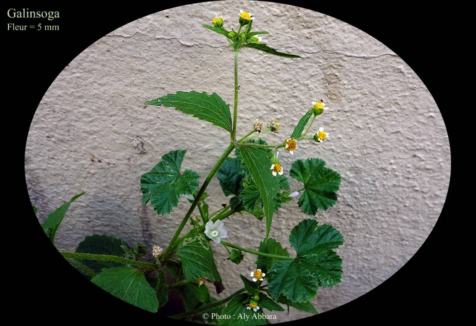 Galinsoga (de la famille des Composées) - feuilles -ال كالينغوزاة نبات بَرْيe