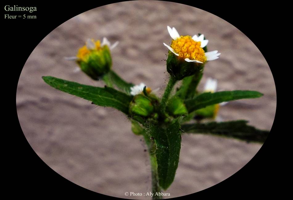 Galinsoga (de la famille des Composées) - fleurs et feuilles -ال كالينغوزاة نبات بَرْي