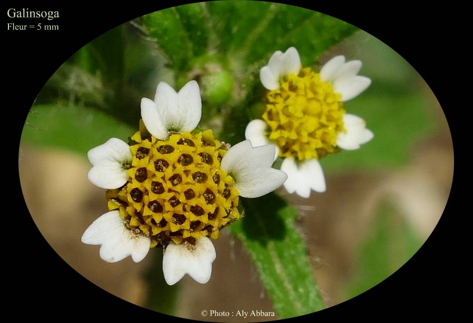Galinsoga (de la famille des Composées) - Fleurs -ال كالينغوزاة نبات بَرْي