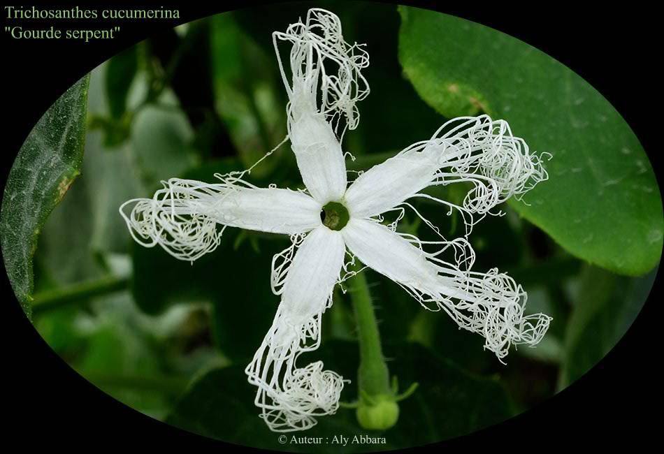 Trichosanthes cucumerina ; Gourde serpent ; la fleur - نوع من الخيار الطويل