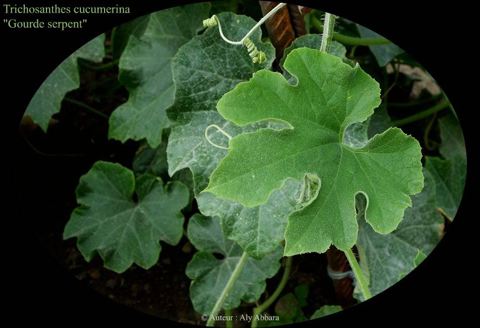 Trichosanthes cucumerina ; Gourde serpent ; les feuilles - نوع من الخيار الطويل