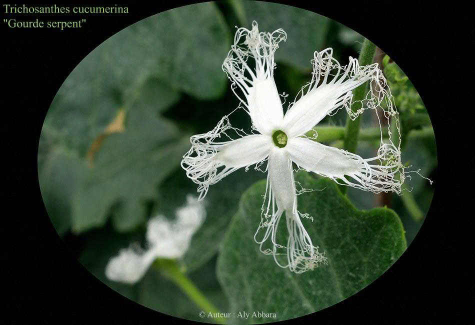 Trichosanthes cucumerina ; Gourde serpent