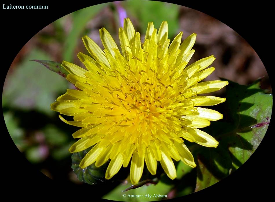 Laiteron commun  (Sonchus oleraceus) -      تِفاف أو البَقْلَة اليهودية 