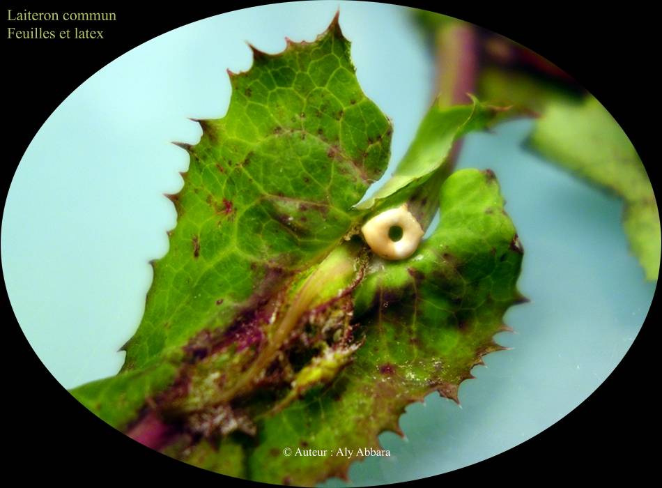 Laiteron commun  (Sonchus oleraceus) - le latex ou  laite - تِفاف أو البَقْلَة اليهودية 