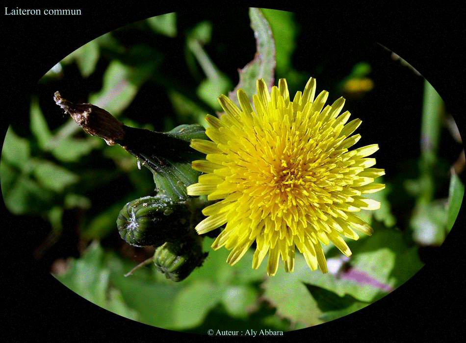 Laiteron commun (Sonchus oleraceus) : fleurs de la plante