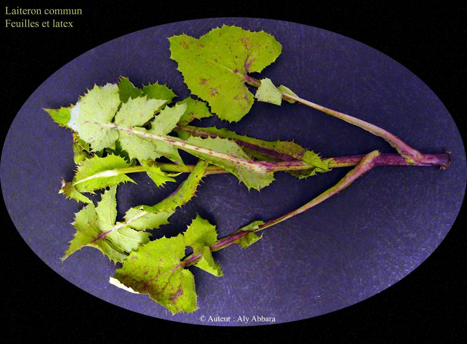 Laiteron commun (Sonchus oleraceus) : le latex produit par la plante