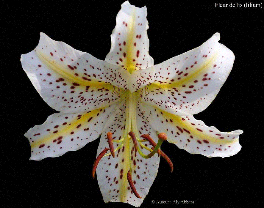 Fleurs de Lis de la variété "Lilium auratum ou Lis impérial ": description