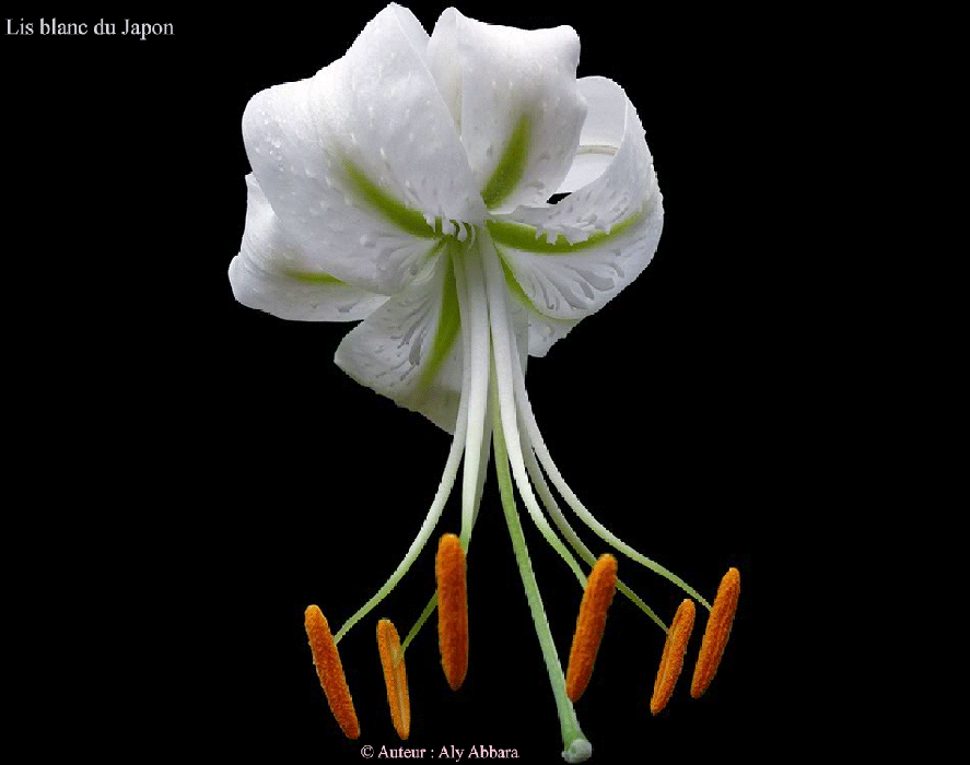 Fleur de Lis blanc du Japon à corolle tournée en dehors