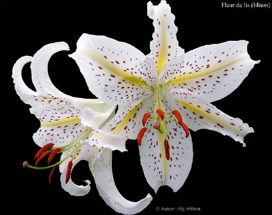 leurs de Lis (Lilium auratum ou Lis impérial) : زهرة الزَنْبق الإمبرطوري