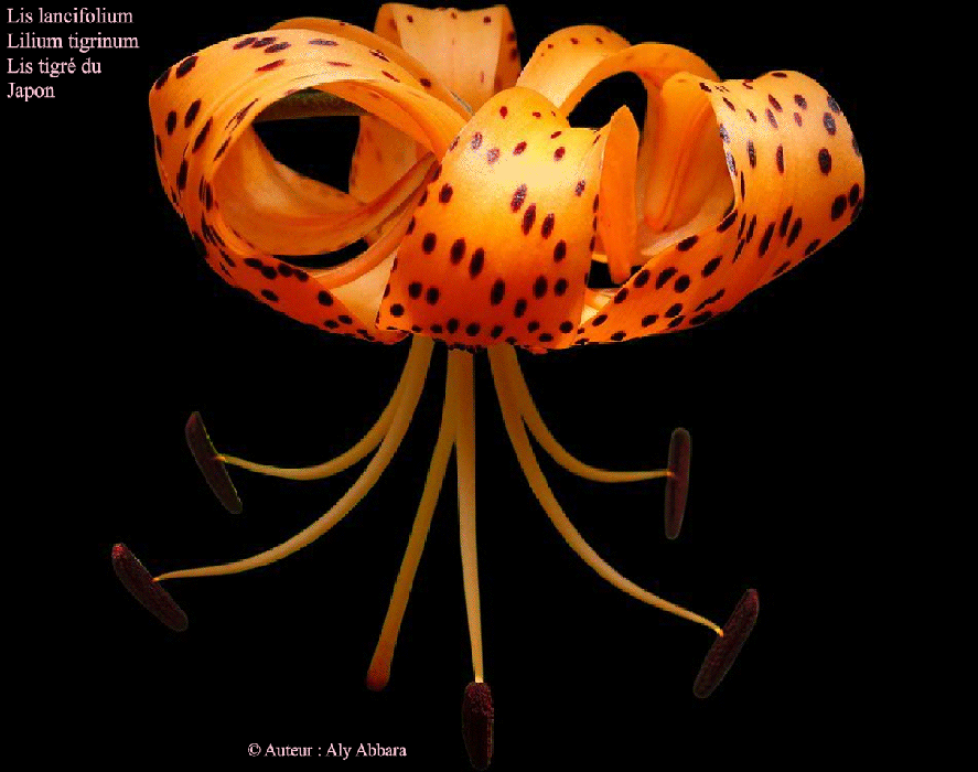 Fleurs de Lis de la variété - Lilium lanciflolium