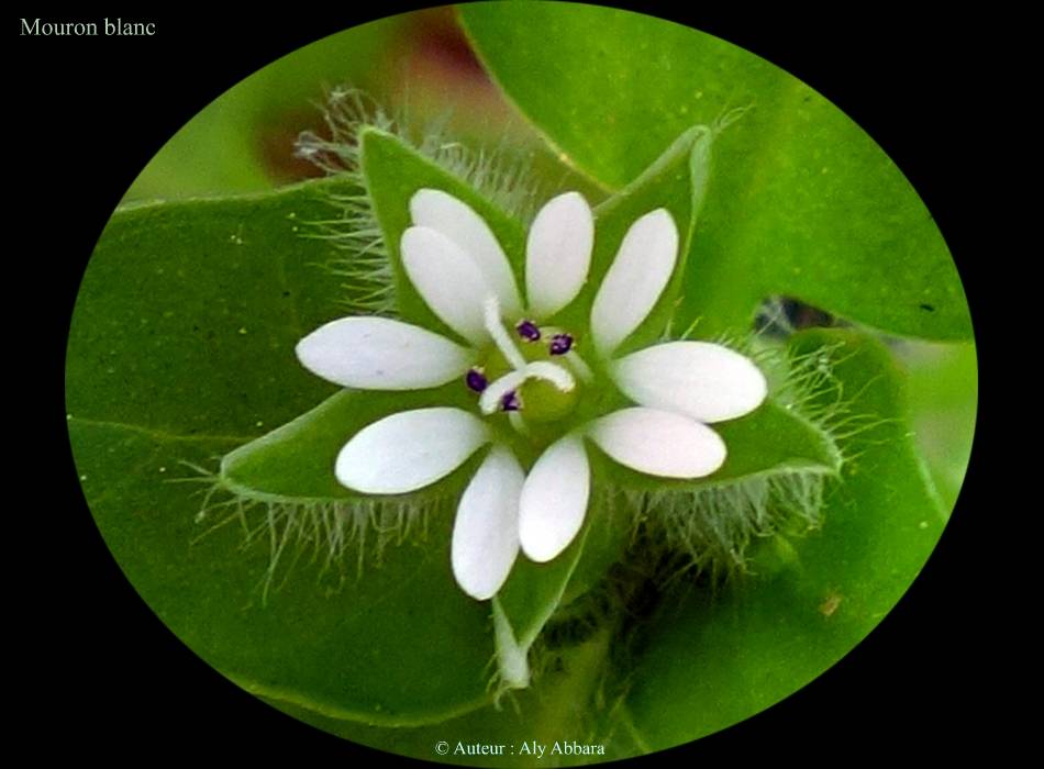 Mouron blanc  (Stellaria media)  -   لُبَيْن : نَبتَةٌ بَريَّة من فصيلة القَرَنْفُليات 