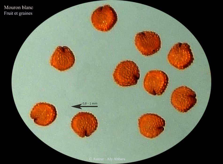 Mouron blanc  (Stellaria media) - Fruits et graines - لُبَيْن : نَبتَةٌ بَريَّة من فصيلة القَرَنْفُليات  