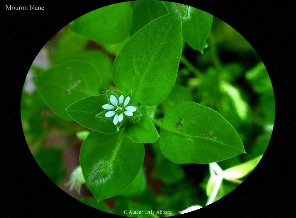 Mouron blanc (Stellaria media) : fleurs et feuilles de la plante