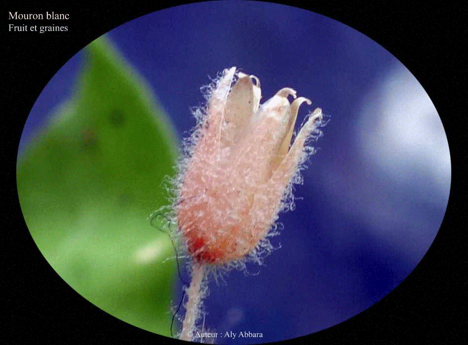 Mouron blanc (Stellaria media) : fruits et graines de la plante