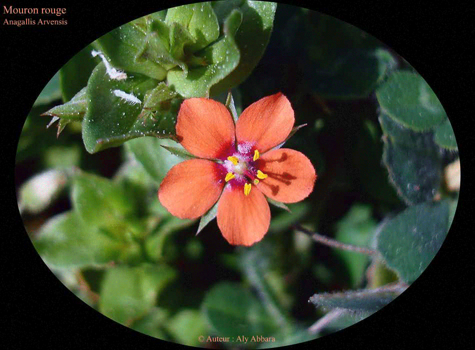 Mouron rouge (Anagallis arvensis) : fleurs de la plante