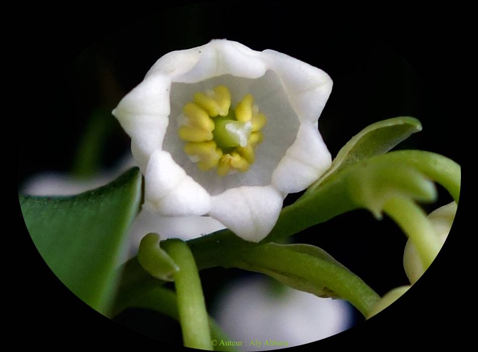 Fleurs de muguet - Fleurs de la fête du travail -   أزهار زنبق الوادي ـ أزهار يوم عيد العمل