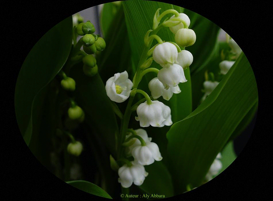 Fleurs de muguet - Fleurs de la fête du travail