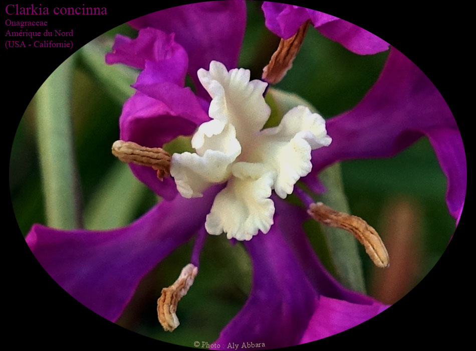 Clarkia concinna - Plante originaire des USA (Californie)