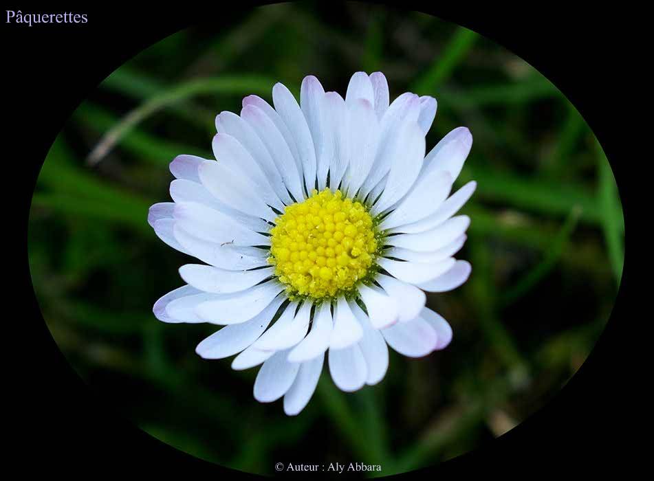 Pâquerette  (Bellis perennis)  - Petite marguerite des prés  -  بِلِّيس  أو زهر اللؤلؤ أو زَهرة الربيع
