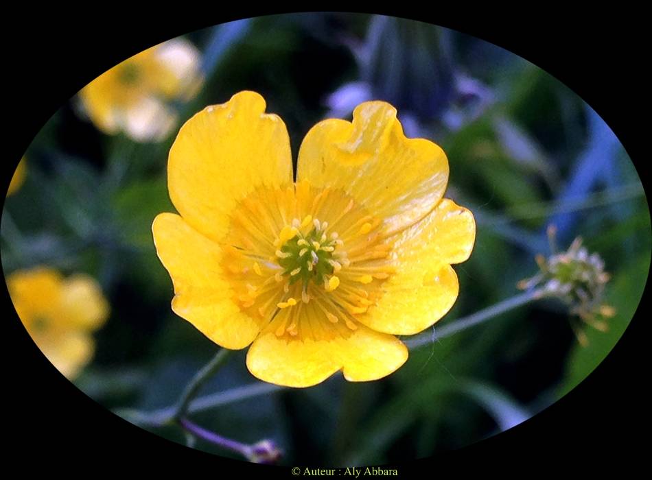 Renoncule flammette (Ranunculus flammula) - feuilles - الحَوْذان أو الصُفَيْر اللهبي