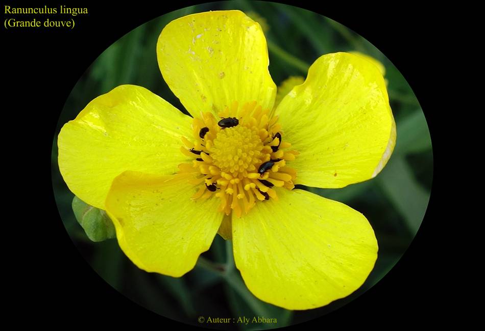 Renoncule langue   (Ranunculus lingua) - feuilles - الحَوْذان أو الصُفَيْر اللهبي