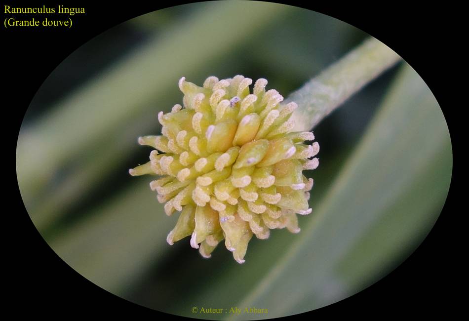 Renoncule lingua : fruit de la plante