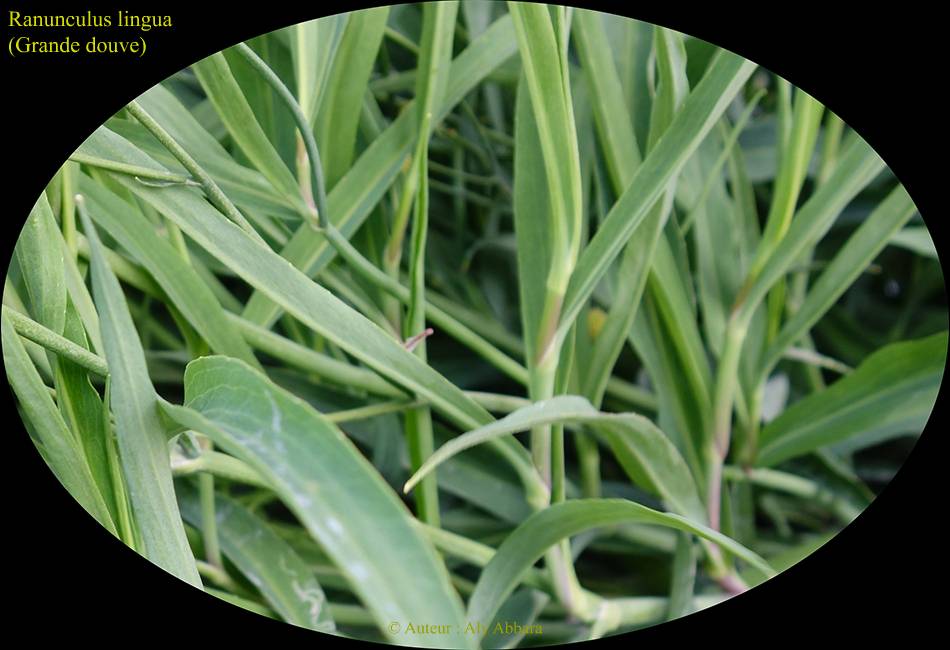 Renoncule lingua : les feuilles des la plante