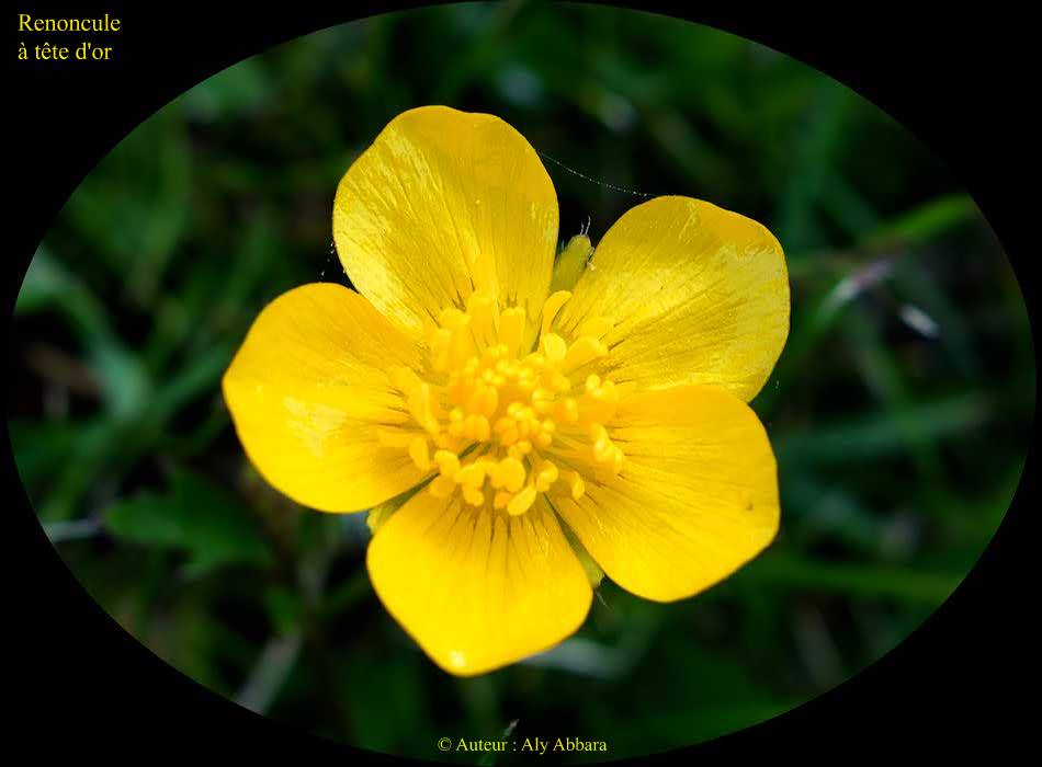Renoncule à tête d'or   (Ranunculus auricumus)  -    الحَوْذان أو الصُفَيْر ذو الرأس الذهبي 