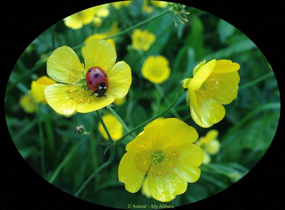 Renoncule flammette (Ranunculus flammula - petite douve) : fleurs de la plante