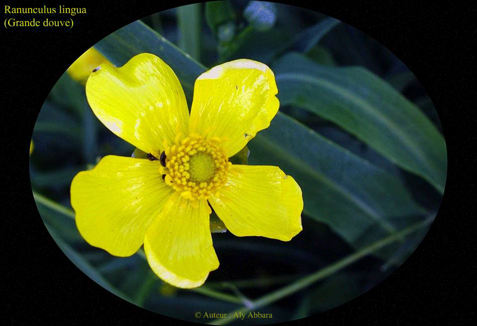 Renoncule lingua (Ranunculus lingua - Grande douve)