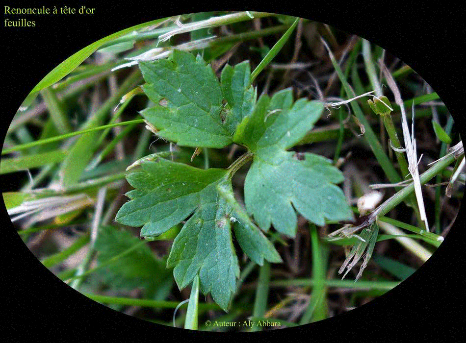 Renoncule à tête d'or (Ranunculus auricumus) : fleurs de la plante