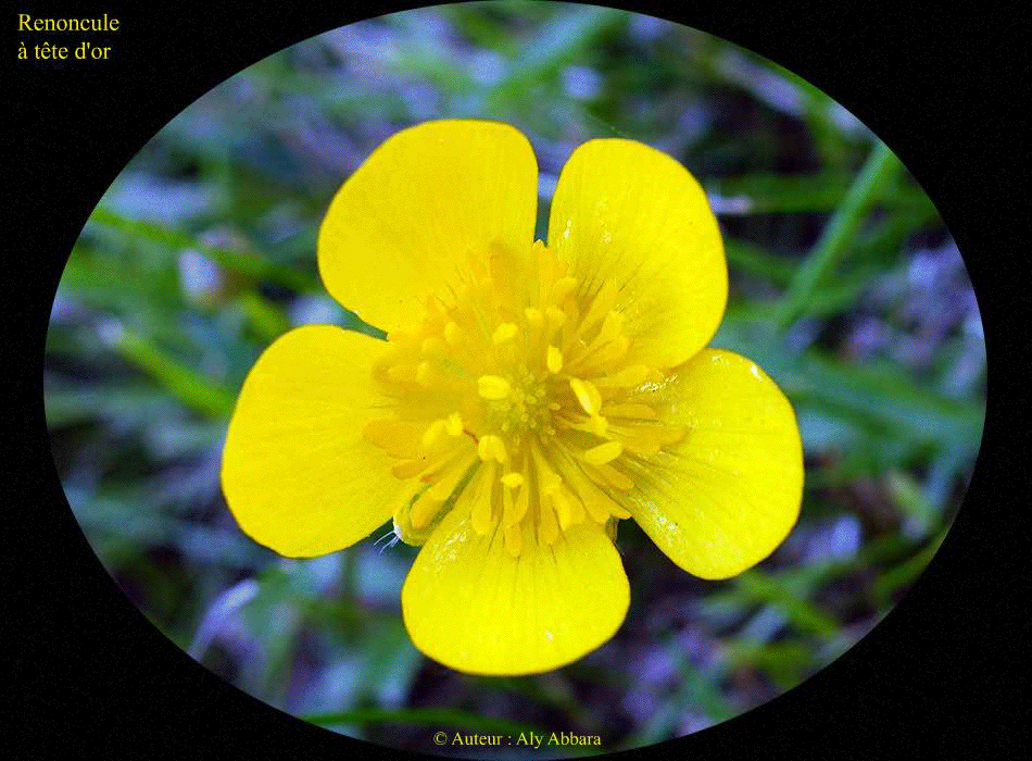 Renoncule à tête d'or (Ranunculus auricumus) : fleurs de la plante