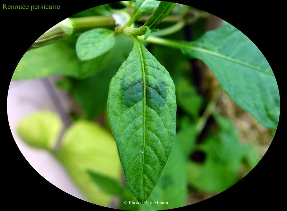 Renouée persicaire (de la famille des Polygonacées) - fleurs et feuilles - البِطبات أو عصا الراعي