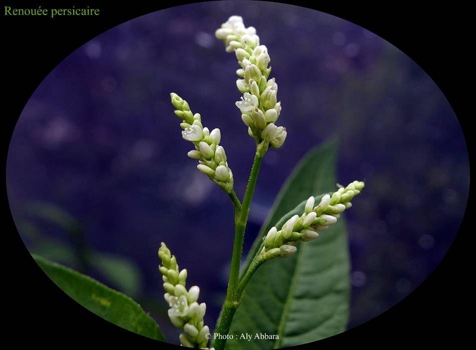 Renouée persicaire (de la famille des Polygonacées) - petites fleurs à quatre pétales, six étamines et un pistil - البِطبات أو عصا الراعي