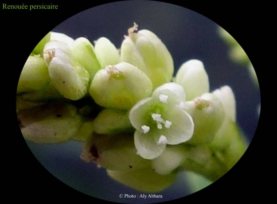 Renouée persicaire (de la famille des Polygonacées) - petites fleurs à quatre pétales, six étamines et un pistil - détails - البِطبات أو عصا الراعي