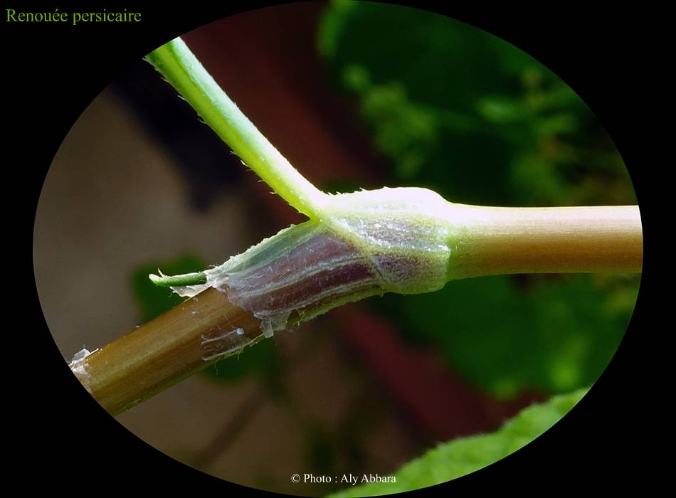 Renouée persicaire (de la famille des Polygonacées) - noeuds à gaine membraneuse et à bord cilié -  أو عصا الراعي