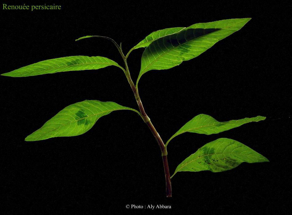 Renouée persicaire - Persicaire (Polygonum persicaria)