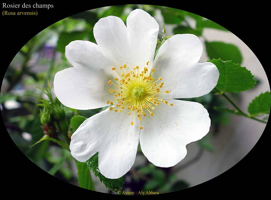 Rosier des champs (Rosa arvensis : les fleurs de la plante