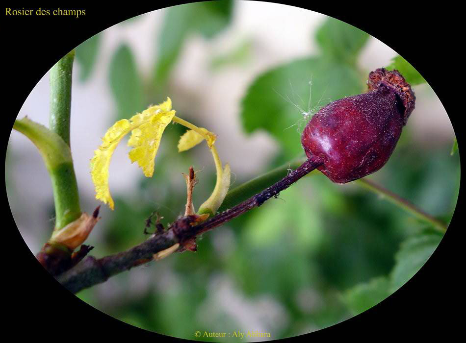 Rosier des champs (Rosa arvensis) : le fruit (ou le baie) de la plante