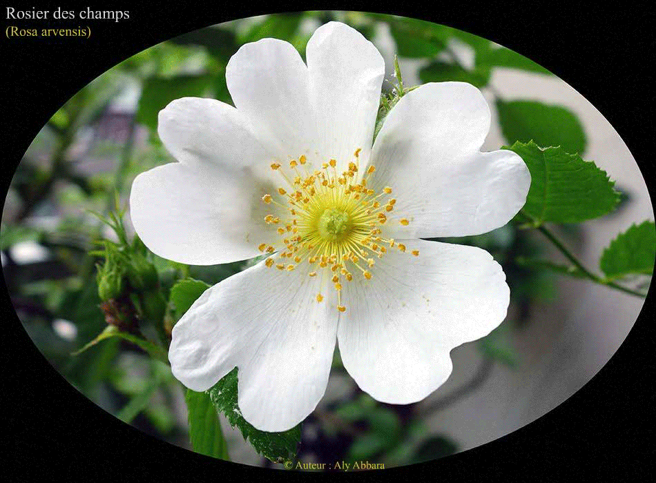 Rosier des champs (Rosa arvensis) : fleurs de la plante