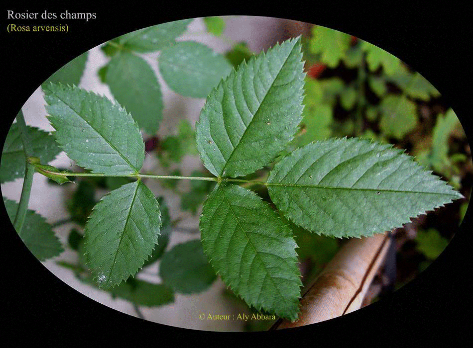 Rosier des champs (Rosa arvensis) : les feuilles de la plante