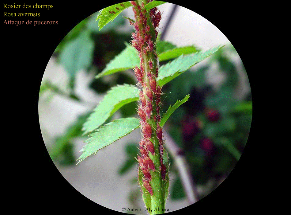 Rosier des champs (Rosa arvensis) : l'attaque par les pucerons