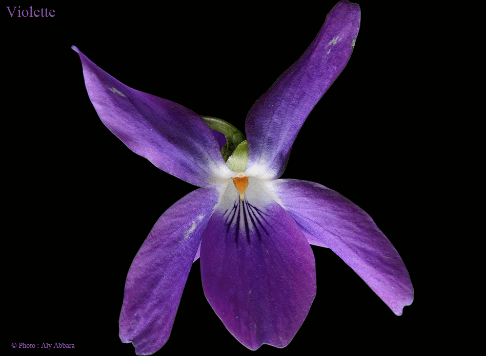 Violette des bois - Viola sylvestris - Famille des Violaceae - بنفسج الغابة - من فصيلة البنفسجيات